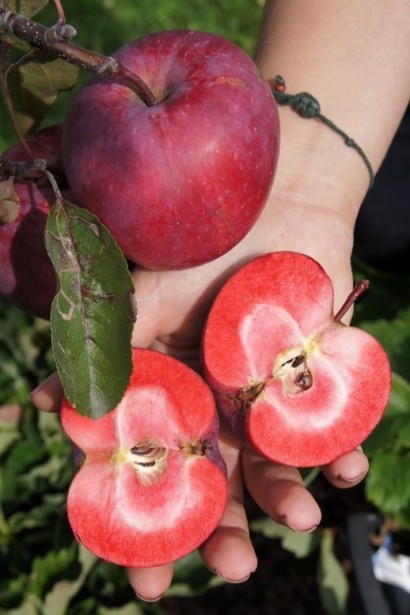 Яблуня червоном’яса Редлав Одіссо | Malus domestica Redlove Odysso | Яблоня красномясая Редлав Одиссо